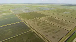 Agricultural Scenery Drucke: Growing rice on flooded fields