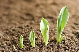 Spring Awakening Drucke: Growing tulips