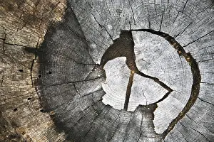 Close Up Tree Trunk Drucke: Growth rings of a tree