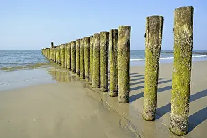Barnacle Drucke: Dünen mit Algen und Balaniden (Balanidae) bei Niedrigwasser.