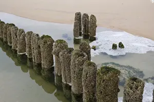 Schleswig Holstein Shoreline Drucke: Groynes on the coast, breakwaters