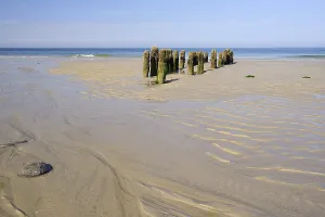 North Frisian Islands Drucke: Groynes covered with Algae, low tide