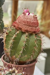 Prickly Plant Drucke: Gruner Melocactus intortus