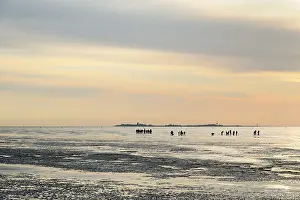 Lower Saxony National Park Drucke: Guided mudflat tour in the evening hours