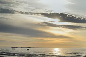 Nature Photography Lower Saxony Drucke: Guided mudflat tour in the evening hours