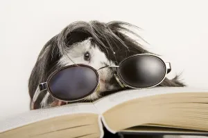 Afrikanischer Mauswiesel mit Brille und Buch