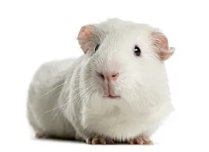 White Studio Background For Copy Space Drucke: Guinea pig in front of a white background
