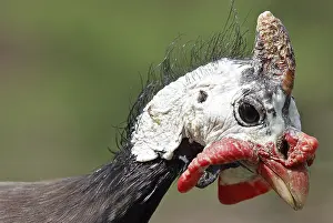 Drucke von Guineafowl Perlhuhn Drucke: Guineafowl