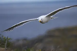 Drucke von Gull im Flug Eismöwe Drucke: Vogelkralle in Flug.