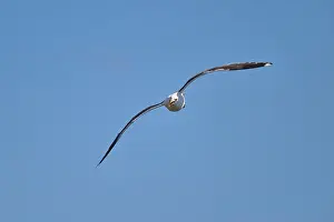 In Flight Bird Images Drucke: Gull flying far and elegantly against the blue sky