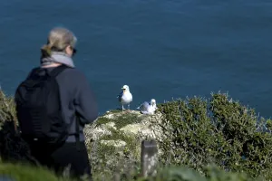 Coastal Wildlife Photography Drucke: Gull nesting at the top of a cliff in Etretat (Normandy)