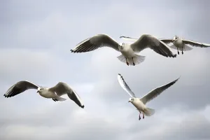 Gulls Flying Over Water Drucke: Gulls in the flight in the wild