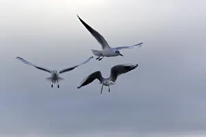 Seagulls In Flight Drucke: Gulls in the flight in the wild