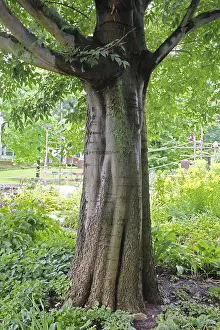 Bovids In Nature Drucke: Hackberry tree (Celtis australis)
