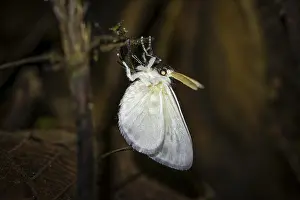 Primeval Forest Atmosphere Drucke: Hairy white moth, moth on a stem