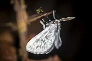 Costa Rica Jungle Scene Drucke: Hairy white moth, moth on a stem