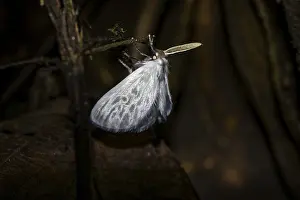 Rainforest Landscape Photography Drucke: Hairy white moth, moth on a stem