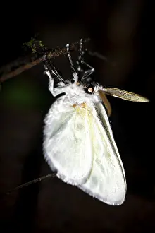 South American Wilderness Drucke: Hairy white moth, moth on a stem