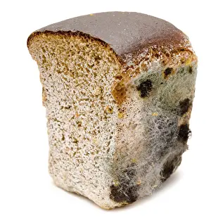 Deserted Meal Drucke: Half a loaf of mouldy rye bread