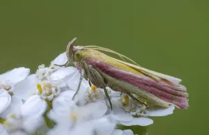 Wildlife Photography Insects Drucke: Half-red moth, oncocera semirubella