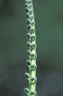 Nature Photography Formats Drucke: Halm with rolled leafs