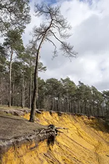 Munsterland Scenery Drucke: Haltern sands at Hunsberg