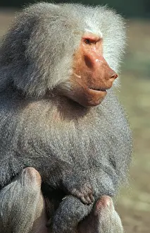 African Wildlife Photos Drucke: Hamadryas baboon