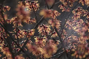Ornamental Shrub Germany Drucke: Hamamelis, winter, Germany