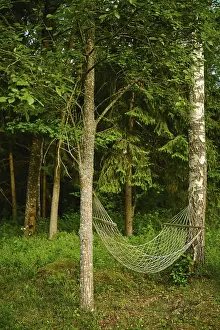 Natural Environment Image Drucke: Hammock is strung between two trees in thick forest
