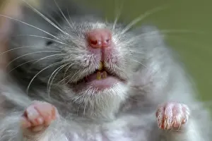 Mammal Head Shot Drucke: Hamster close-up