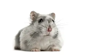 Plain Colored Background Studio Photo Drucke: Hamster lying, isolated on white