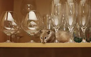 Childhood Animal Friends Drucke: Hamster in a shelf with glasses