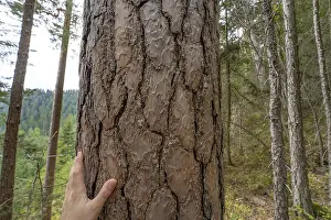 German Countryside Nature Drucke: Hand on duck pine in the forest