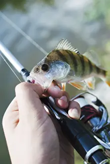 Recreational Fishing Activity Drucke: Hand holding caught fish hook