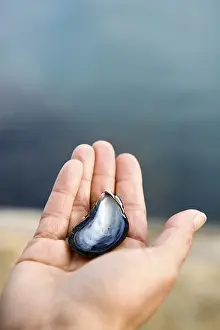 Symbolic Heart Shape Image Drucke: Hand holding shell