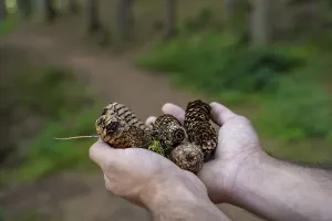 Baden Wurttemberg Europe Drucke: Hand with pine cone, Black Forest