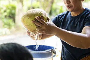 Fresh Coconut Drucke: Hands skillfully open a fresh coconut