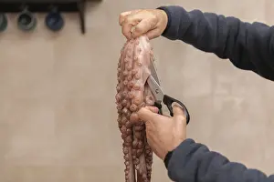 Seafood Meal Preparation Drucke: Hands skillfully using scissors to prepare a fresh octopus in a kitchen