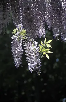 Multi Coloured Flowers Drucke: Hanging blossoms
