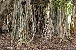 Strangler Fig Drucke: Hanging branches of a strangler fig