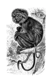 Cercopithecidae Family Photos Drucke: Hanuman langur (Semnopithecus) maurus