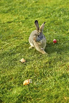 Young Rabbit Drucke: Happy easter bunny