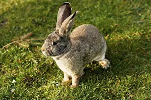 Young Rabbit Drucke: Happy easter bunny