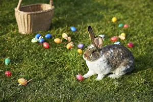 Traditional Easter Decoration Drucke: Happy easter bunny with eggs