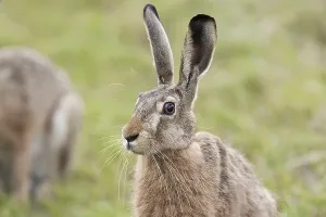 Lagomorpha Animal Photo Drucke: Hare in a clearing a portrait