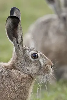 Deserted Clearing Photo Drucke: Hare in a clearing a portrait