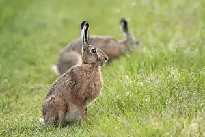 Deserted Forest Clearing Drucke: Hare in a clearing in the wild