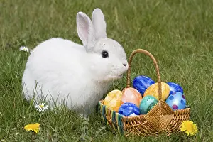 Traditional German Easter Decoration Drucke: Hare Easter Bunny, White Hare with Easter Eggs in Nest