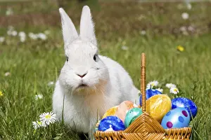 Colorful European Tradition Drucke: Hare Easter Bunny, White Hare with Easter Eggs in Nest