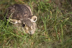 Lagomorpha Animal Images Drucke: Hare in the grass, in the wild